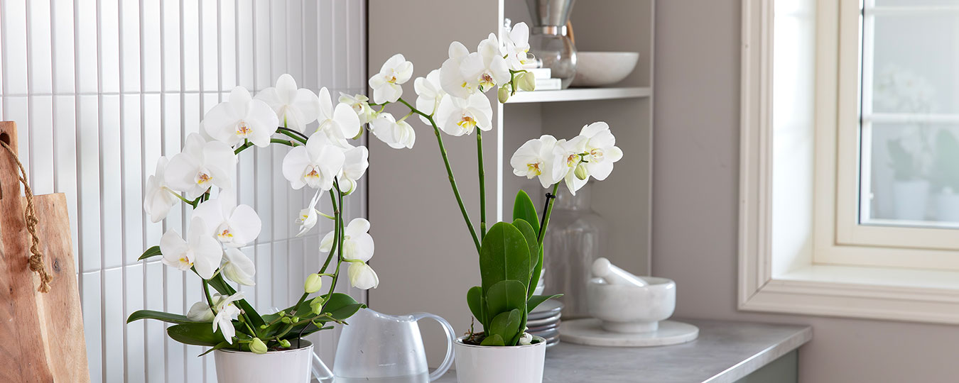 Interi&oslash;r- og blomsterbilde med klikkbare elementer